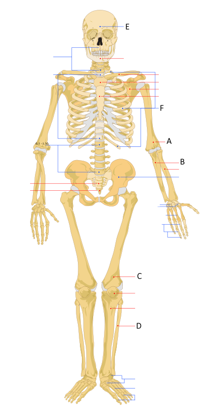 Human Skeltal