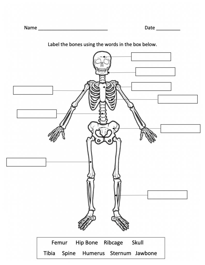 skeletal system homework